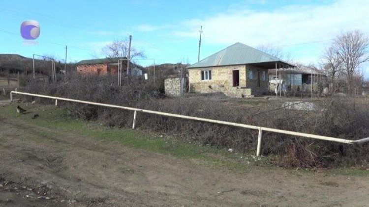 Şəkidə canavarlar sakinlərə hücum etdi - xəsarət alanlar var - VİDEO