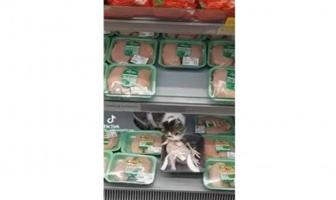 Bakıda pişik marketdə toyuqları yedi - VİDEO