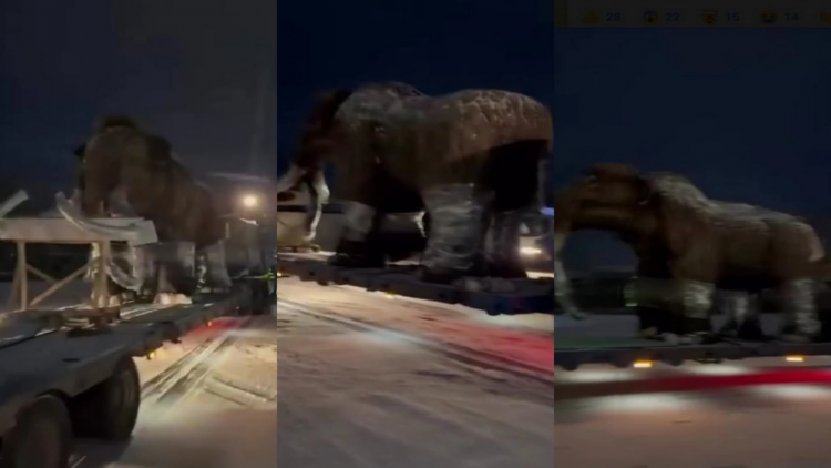 10 min il əvvəl yaşamış mamont peyda oldu - qonşu ölkədə - VİDEO