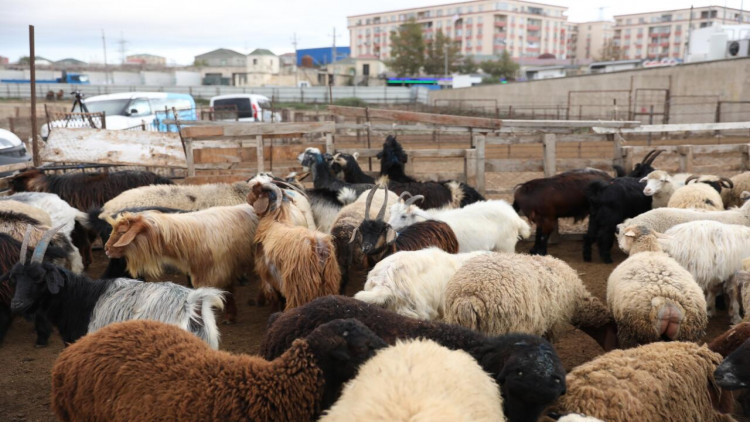 Bu gündən heyvan bazarları bağlanır