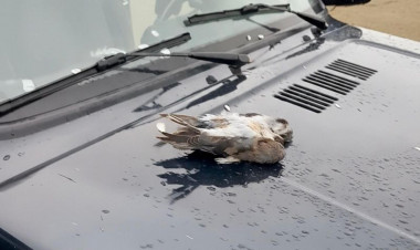 Şahin quşunu qanunsuz ovlayanlar 4 min manat cərimələndi - FOTOlar