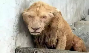 Zooparkda çəkilən görüntülər təəccüb doğurur - Şir niyə bu hala düşüb?