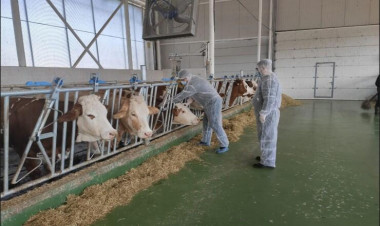 Azərbaycana 5,2 milyon doza dabaq peyvəndi gətiriləcək