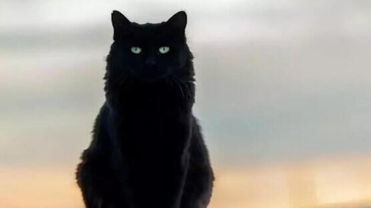 Bu ölkədə sığınacaqlardan qara pişiklərin götürülməsi qadağan edildi