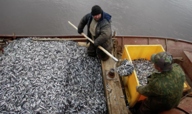 Balıqçılardan tarixi nailiyyət - Mövsümi dünya rekordu