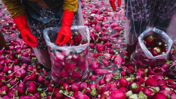 Bir dəfə ək, illərlə yığ – eyni kökdən dəfələrlə məhsul verir