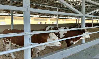 Nazirlikdən dabaq xəstəliyi ilə bağlı AÇIQLAMA
