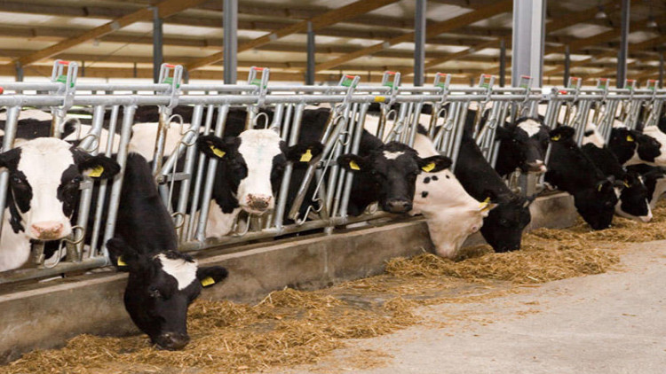 Bu tarixdən ölkə üzrə heyvan bazarları müvəqqəti bağlanacaq