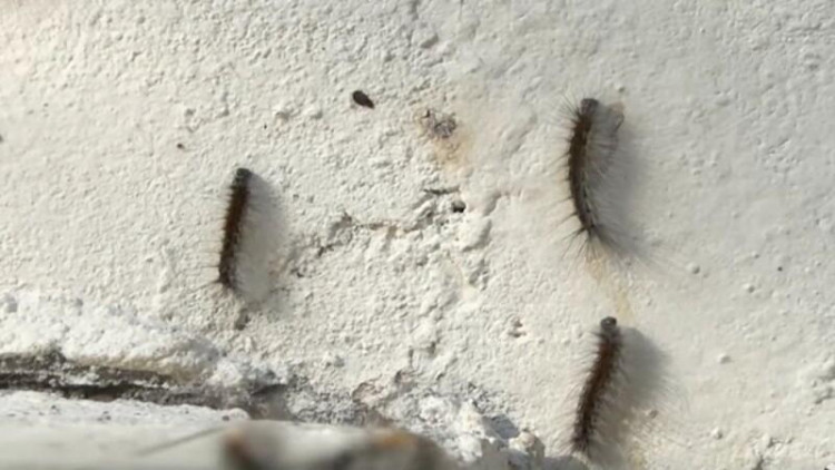 Bakının bu rayonunu qurd basır - ŞİKAYƏT