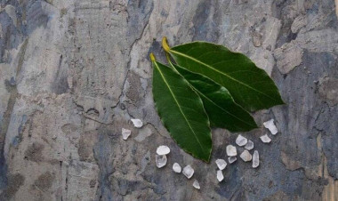 Pəncərə kənarına duz və dəfnə yarpağı qoyurlar – Mükəmməl üsul