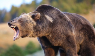 Naxçıvanda ayı ata və oğula hücum etdi
