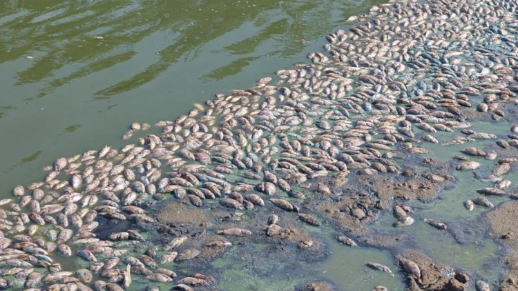 Bənəniyar su anbarında balıqların kütləvi tələfatının səbəbi açıqlandı