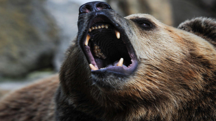 Qubada ayılar kəndin içində gəzirlər