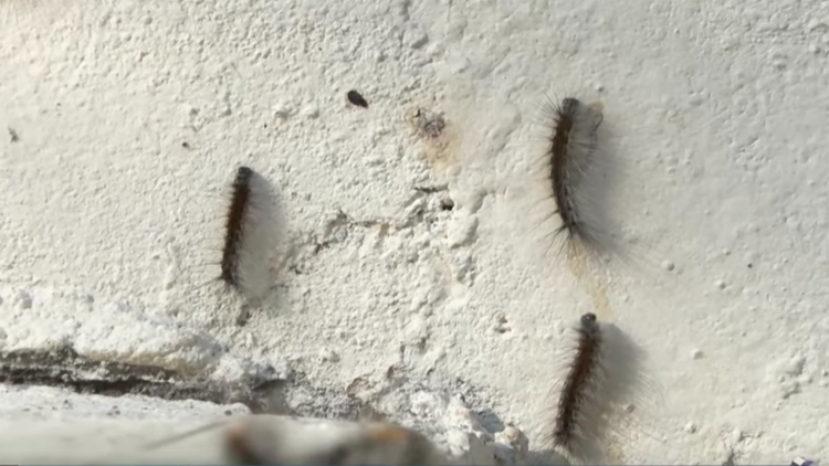 Bakıda bu binaları qurd basıb - VİDEO