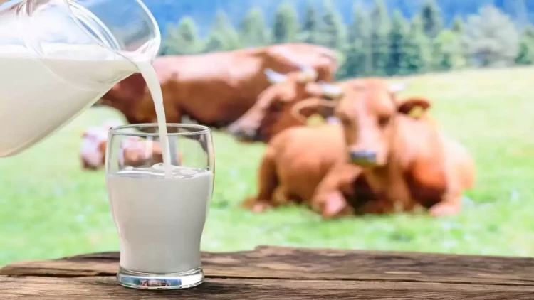 İnək südündən 10 dəfə daha faydalı: Sümükləri möhkəmləndirir...