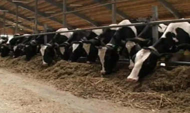 Heyvanlar arasında xəstəlik yayılır