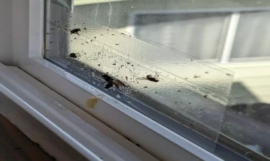 Pəncərələri bağlı saxlayın: Evləri həşəratlar basdı