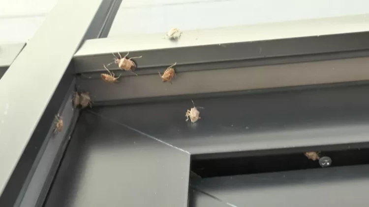 Azərbaycanda sakinlər təşviş içində - evlərə nəhəng zərərvericilər daraşdı - VİDEO