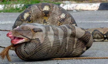 İlan 54 yaşlı qadını uddu - VİDEO