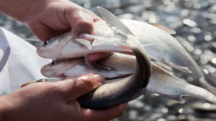 Balığı bıçaqsız, saniyələr içində təmizləmək ÜSULU