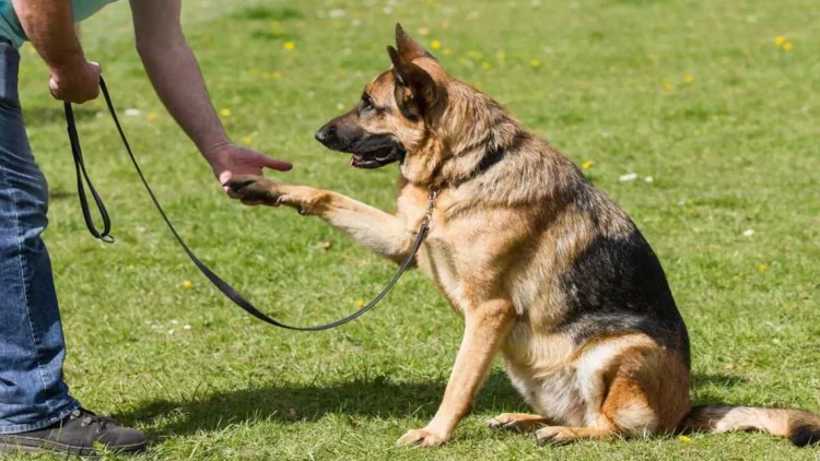 Bu nazirliyə kinoloji itlərlə bağlı yeni hüquq verildi