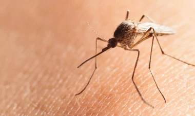 Bu ağcaqanadlar təhlükəlidir - Xəstəlik yayırlar