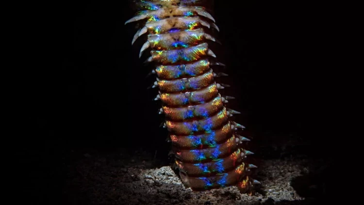 Sahildə qeyri-adi dəniz məxluqu aşkarlandı