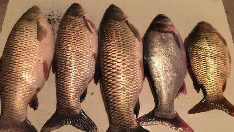 “Balıqlara yem əvəzinə insan nəcisi verilir” - Azərbaycanda tükürpədici biznes