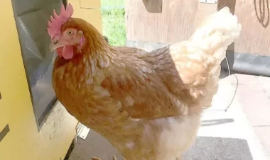 Ginnesin Rekordlar Kitabına düşən toyuq - VİDEO