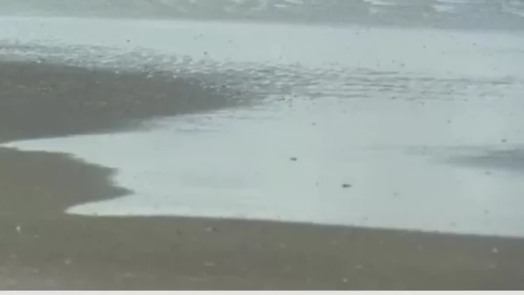 Xəzərin məyus edən görüntüləri - axırı necə olacaq? - VİDEO