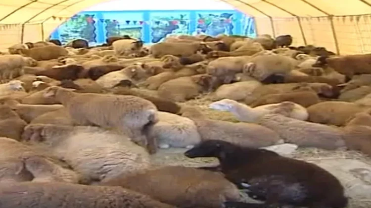 Şəmkirdə qoyun-quzu oğurladılar - saxlanıanlar var