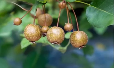 Qaraciyəri spirtli içkilərin yaratdığı zərərdən qoruya bilən meyvənin adı açıqlandı