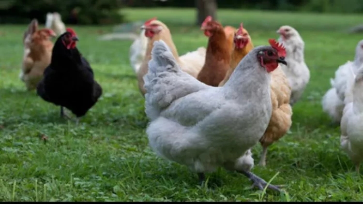 Kənd toyuğunun dadı gəlsə də, xaricdən gətirilir - Qiyməti 3-4 manatdır