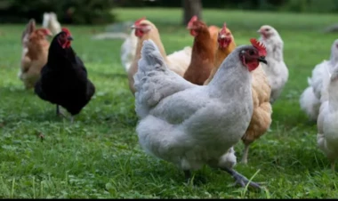 Kənd toyuğunun dadı gəlsə də, xaricdən gətirilir - Qiyməti 3-4 manatdır