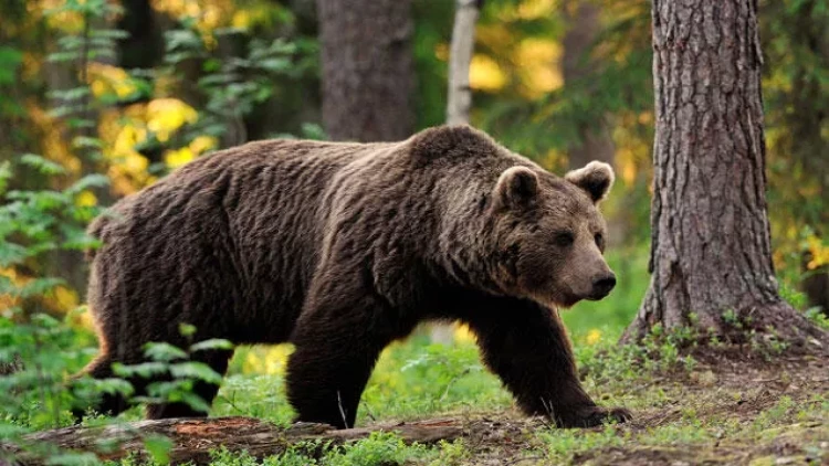 Azərbaycanda ayılar kəndə hücum etdi - FOTO