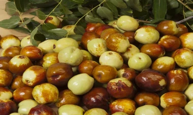 Xərçəngə qarşı təsirli meyvə: İnnab