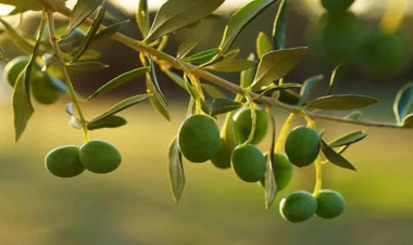 İnfarkta qarşı təbii qalxan: Xolesterolu tənzimləyir, ürək-damar xəstəliklərini 30% azaldır