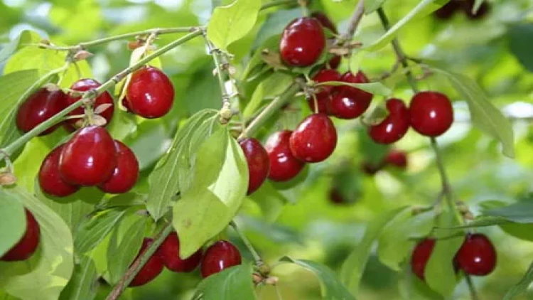 Bu meyvə sayəsində ev, maşın alanlar var