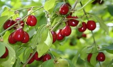 Bu meyvə sayəsində ev, maşın alanlar var