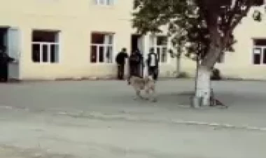 Goranboyda məktəbdə it xadiməyə hücum etdi - ANBAAN VİDEO