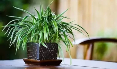 Kif və tozu aradan qaldırır - Bu otaq bitkisi evinizdəki havanı təmizləyəcək