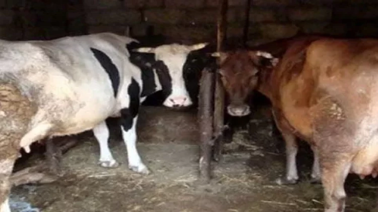 Kəndlilərin mal-qarası hara yoxa çıxır? - DİN-dən AÇIQLAMA