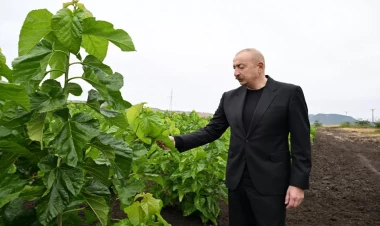 Prezident Xocalının Daşbulaq kəndində tut bağında görülmüş işlərlə tanış olub - VİDEO - FOTO