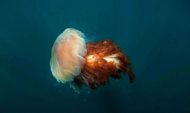 Okeandakı nəhəng məxluq: 30 metrlik 