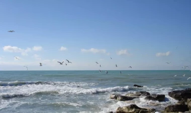 Xəzər dənizində QASIRĞA - VİDEO