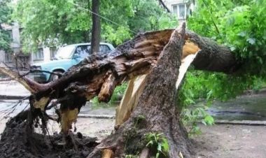 Bakıda ağac qadının üzərinə aşdı