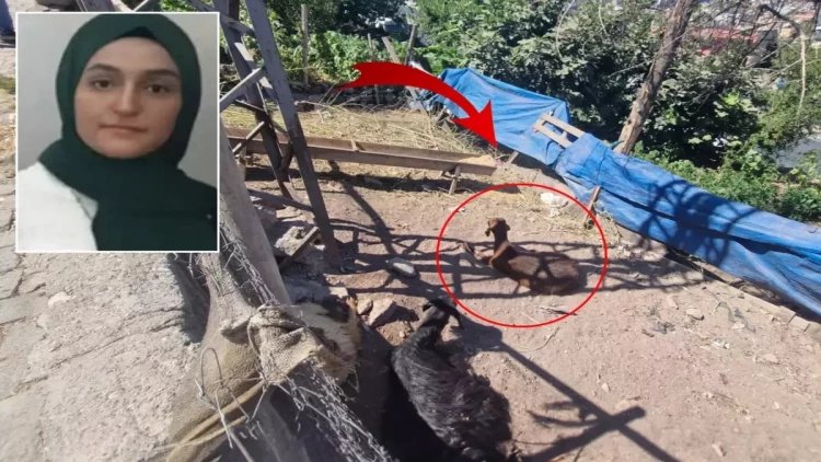 22 yaşlı Pərvin faciəvi şəkildə öldü - Keçiyə toxundu, 