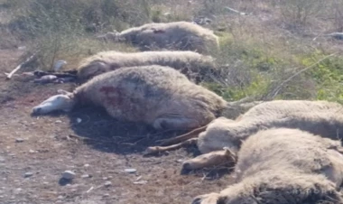 Kürdəmirdə mikroavtobus heyvan sürüsünə çırpılıb, 10 baş qoyun tələf olub - FOTO