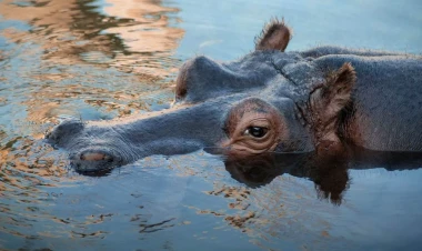 Kot-d’İvuarda begemot hücumu: 11 nəfər itkin