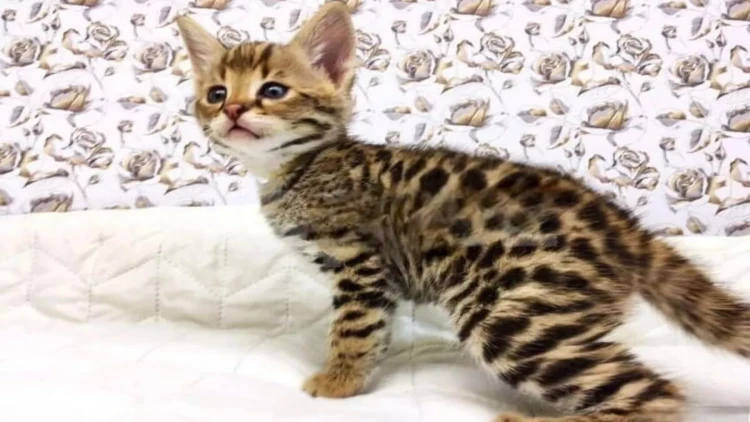 Bakıda pişiyin fantastik satış qiyməti - FOTO